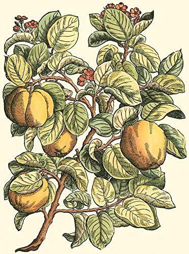 Quince Tree Branch Poster Print - Monceau Duhamel du (24 x 36)