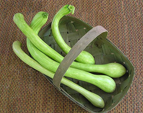 Generic SQUASH/COURGETTE ITALIENNE ESCALADE - TROMBETTA D'ALBENGA - 25 GRAINES