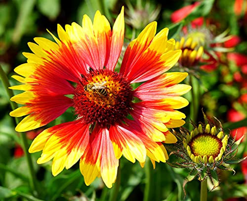 Prärie-Kokardenblume - Gaillardia aristata - 200 Samen