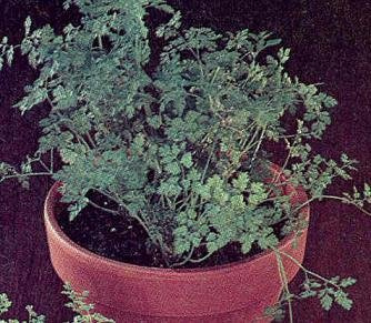 Chervil Plain Leaf Vertissimo Anthriscus cerefolium 50 seeds