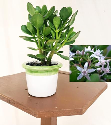 POWERS TO FLOWERS - CRASSULA OVATA, ALBERO DI GIADA, VASO CERAMICA VERDE/BIANCO, 14CM DIAMETRO, pianta vera