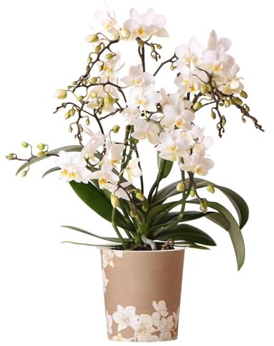 Orchid Phalaenopsis Liberty White - Moth Orchid - Real Plants for Indoors House Plant - Live Indoor Plants for Living Room, Bedroom, Office - Plant Decor (9cm Pot, 30-40cm)