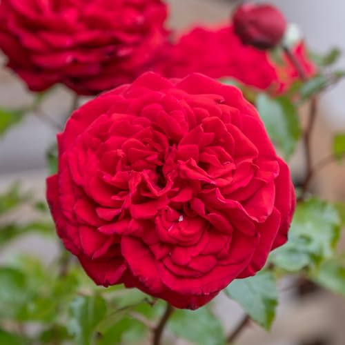 Harkness Roses Chelsea Pensioner Rose ®, Established Plant in 4 Litre Pot, Ready to Plant, Charity Rose with Red Flowers