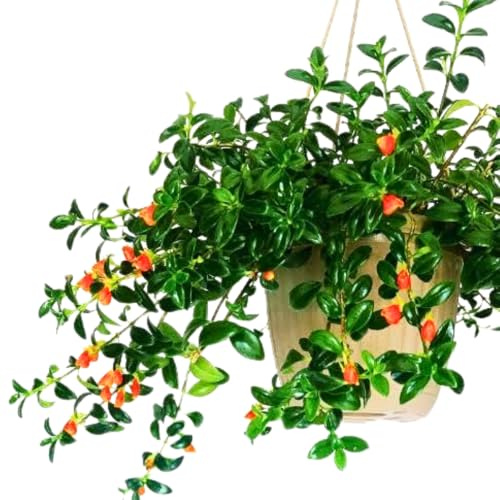 Trailing Goldfish Plant Live Potted 4 Inc, Tropical Goldfish Plant for Hanging Basket, Houseplant Indoor Live Plant