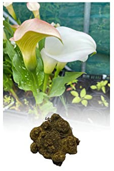 3 Zantedeschia White Calla (Arum) Lily Bulbs/Rhizomes Size 24/26 Summer Flowering Perennial Plant : - by GARTHWAITE NURSERIES® : - UK Stockist