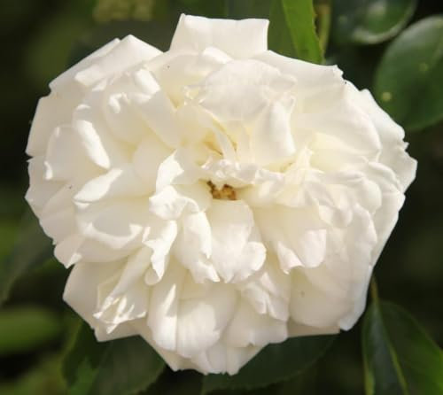 Rosa Bush Rose Floribunda 'Diamond Dad' Potted