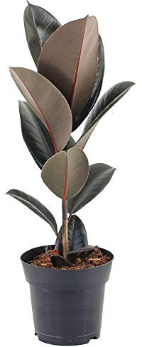 Ficus Abidjan Indoor Rubber Plant for Home or Office - House Plants in Pot, Ideal for Home Decor - Air Purifying, Dark Foliage Plants (60-70cm with Pot)
