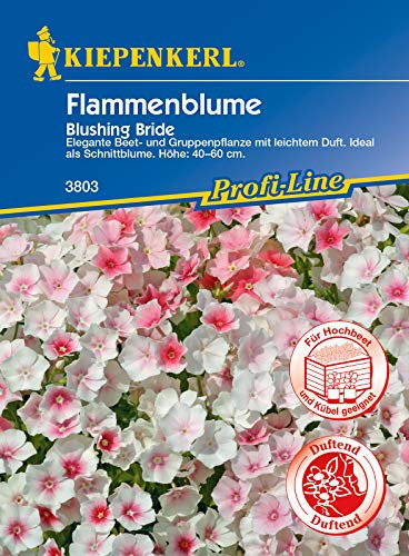 Flammenblume Blushing Bride, elegante Beet und Gruppenpflanze, Ideal als Schnittblume