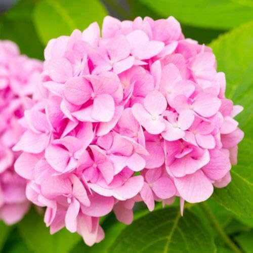 Hortensie Hydrangea macrophylla rosa 30-40 cm im Topf | 1x blühende Bauernhortensie großblumig & winterhart | sofort pflanzbar