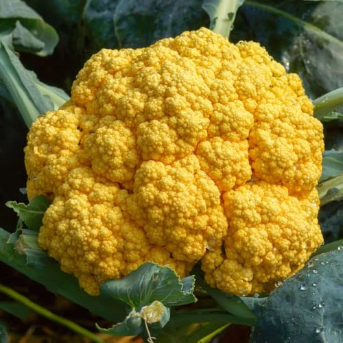 semillas de coliflor, de balcón semillas de coliflor exóticas Las perennes son perennes resistentes 150pcs