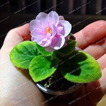 Potseed 100 PCS Mini Violet Samen Usambaraveilchen Samen Garten Topfpflanzen Violette Blumen Staude Matthiola Incana Hausgarten 16