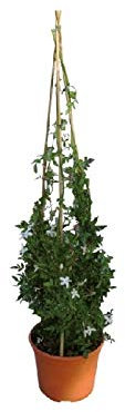 Planta Jazmin Grandiflora(Jazmín Andaluz) PORTES GRATIS