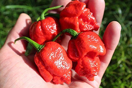 Graines de piments rares et frais bio de l'Apocalypse Scorpion Paquet de 100 graines