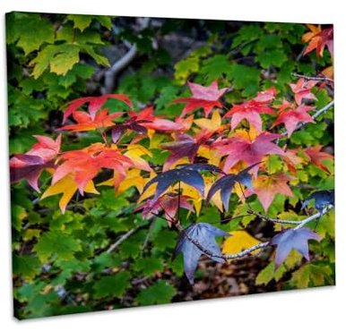 3dRose USA, New Jersey, Hudson River Basin, Close up of tree in fall foliage. Museum Grade Canvas Wrap 14x11