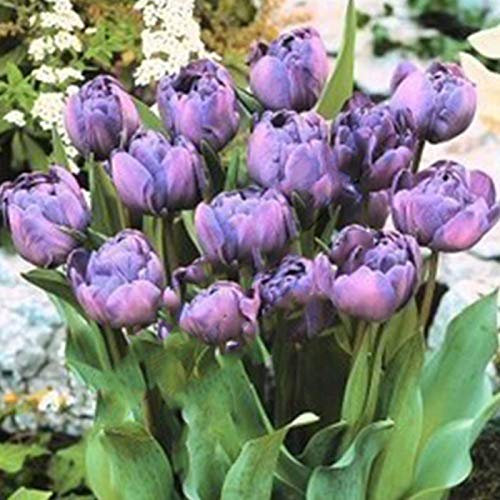 100 Stück verschiedene Tulpen-Samen, schöne Blume, für Zuhause, Garten, Pflanzen, Dekoration, 3 Stück, violette Dame, Tulpenzwiebeln für Frauen, Männer, Kinder, Anfänger, Gärtnergeschenk