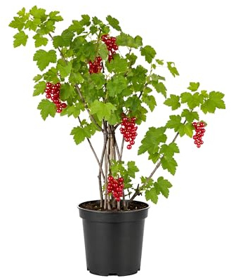 Mysohome - Grosella Roja Planta Natural en Maceta, 50 cm de altura, Ribes rubrum Arbusto Frutal Exterior con Frutos Rojos para Jardín Terraza Huerto Planta Natural Fácil Cuidado. Grosella