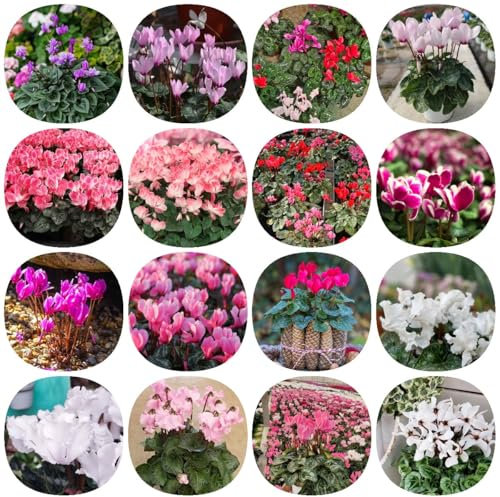 Alpenveilchen winterhart samen - kräuter pflanzen balkon blumen gartensamen topfpflanzen winterharte kübelpflanzen winterharte stauden bodendecker samen winterhart, garten 400pcs