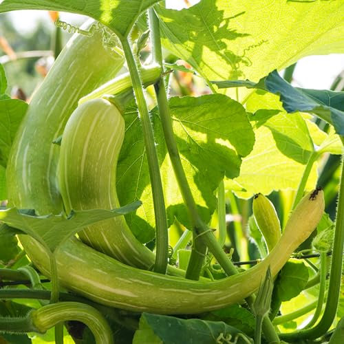 PREMIER SEEDS DIRECT - Climbing Italian Squash/COURGETTE - TROMBETTA D'ALBENGA - 25 Seeds