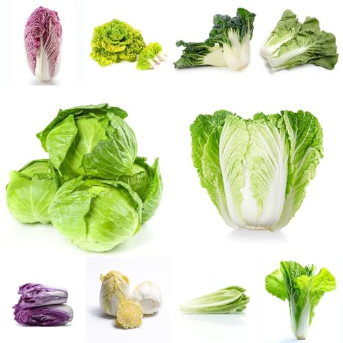 cavolo cinese, semi di pak choi, resistenti esotico invernali aromatiche da giardino vecchie varietà di semi verdi vecchie 450pcs