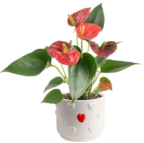 Costa Farms Live Anthurium Indoor Houseplant, Flamingo Flower with Heart-Shaped Red Blooms, 10-14 Inches Tall in Decorative Pot, Natural Air Purifier for Home or Office Decor, Gift for Her
