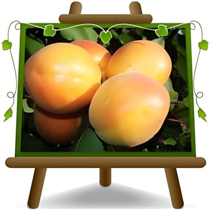 abricotier arbre de abricots Portici plante fruitière autofertile sur un pot de 20 max 170 cm - 2 ans