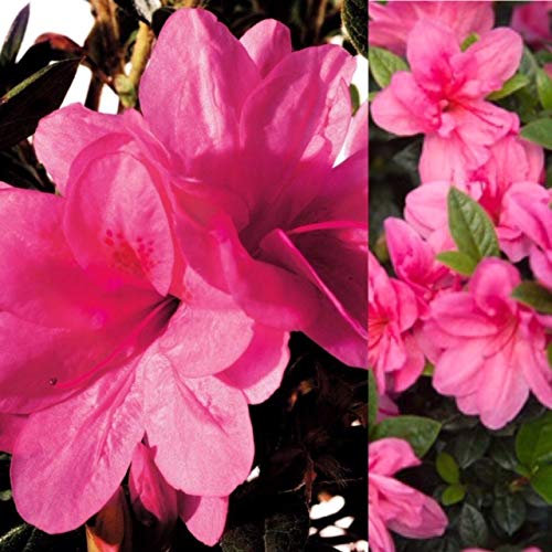 Carbeth Plants Azalea Plant - 1 x Pot of Empress Japanese Azalea Evergreen Shrub - Azaleas Ready to Plant Outdoor - Pot Plants Outdoor Garden Ready in Pots