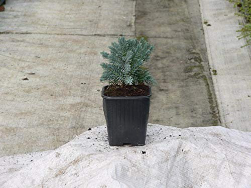 Portal Cool Juniperus Squamata Blue Star | Dwarf conifera, Fogliame Argenteo-Blu | 9cm Pot