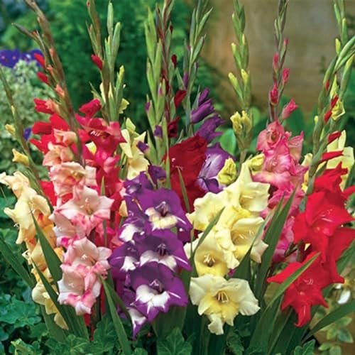 Perfekt FüR Schnittblumen,Groß,Gladiolenzwiebeln,Natürlich,Gartenblumen,Lebende Pflanzen,Seltene Pflanzen,Winterharte Zwiebeln-10 Zwiebeln-C