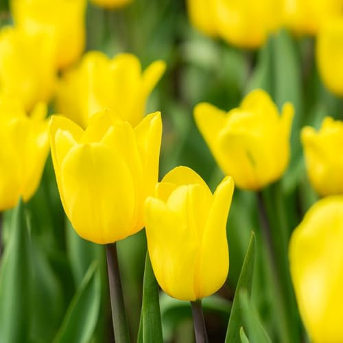 tulpen zwiebeln, tulpenzwiebeln winterhart mehrjährig Stauden tulpenzwiebel Exotische Pflanzen Blumenzwiebeln Balkonblumen winterhart, indoor garten Gartenpflanzen Winterlinge, 3pcs
