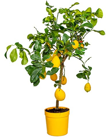 Bloomique - Citrus limon - Citronnier - Arbre fruitier - Citrus - Plante de jardin - 60-80 cm de Haut - Pot 21 cm