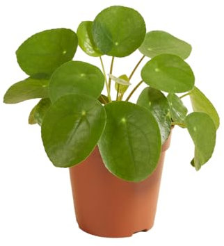 Bloomique - Pilea Peperomioides - Plante à monnaie chinoise - Plantes d’intérieur - Dépolluante - Sans danger pour les animaux - 15-20 cm de haut - Pot 12 cm