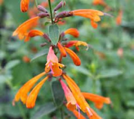 80 pièces de graines de fleurs AGASTACHE