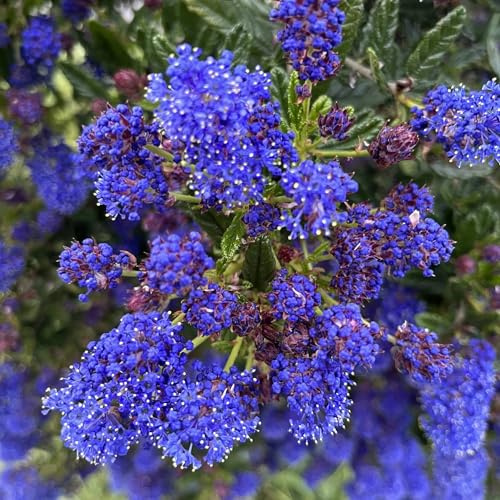 Vivai le Georgiche - Pianta vera di Ceanothus Concha Ceanothus azureus 'Concha' Lillà della California 'Concha' - vaso Ø 15 cm - altezza alla vendita 40-60 cm