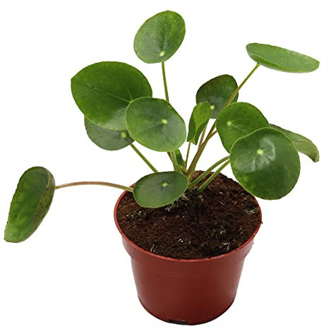 California Tropicals Planta de dinero china rara (Pilea Peperomioides) – Planta viva de casa, maceta de 4 pulgadas para un fácil cuidado, perfecta para oficina, hogar y decoración de Feng Shui,