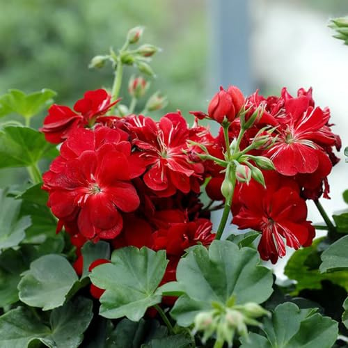 semi di geranio selvatici primaverili biologici in vaso estremamente resistenti a primaverile esotiche giardino estivi 55pcs