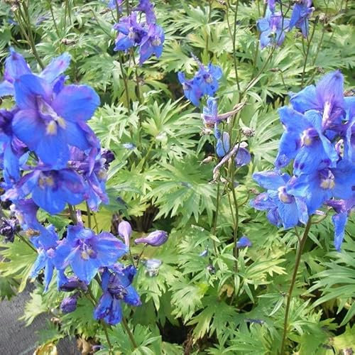 6x Rittersporn 'Piccolo' - Delphinium Belladonna ‘Piccolo’ - Topf 9x9cm