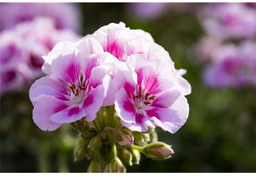 Blumen Eber Geranie stehend 'Kristiana', rosa-pinke Blüte - Pelargonium zonale 'Kristiana', im Topf 12 cm in Gärtnerqualität - 12 cm