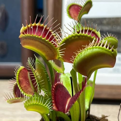 venusfliegenfalle samen - fleischfressende pflanzen, winterharte pflanzen für balkon kübelpflanzen, pflanzen winterhart bonsai samen, winterharte pflanzen für garten zimmerpflanzen 100pcs