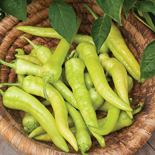 Burpee Pepperoncini Italian Heirloom Organic Hot Pepper Seeds 25 seeds