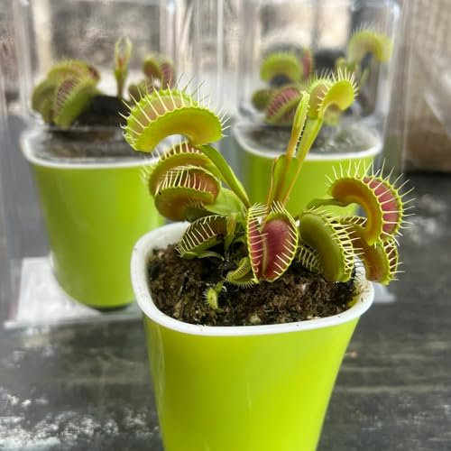 Venusfliegenfalle Pflanze Samen, winterharte balkonpflanzen Dionaea muscipula, bio samen, exotische samen deko wohnzimmer, bonsai samen winterharte pflanzen für balkon fleischfressende 150pcs