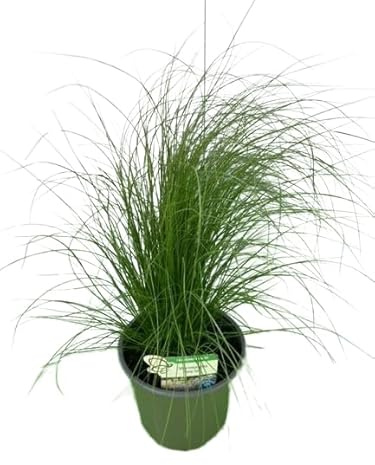 Stipa Natural Embellece tu Entorno con esta Planta Ornamental