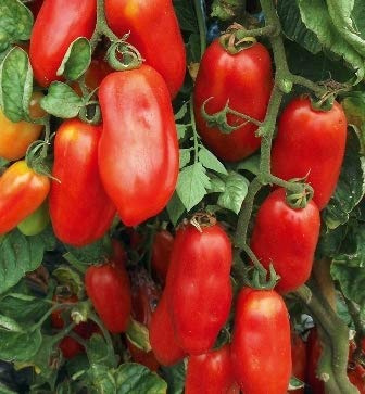 piantine da orto pomodori melanzane peperoni (pomodoro san marzano 10 piante)