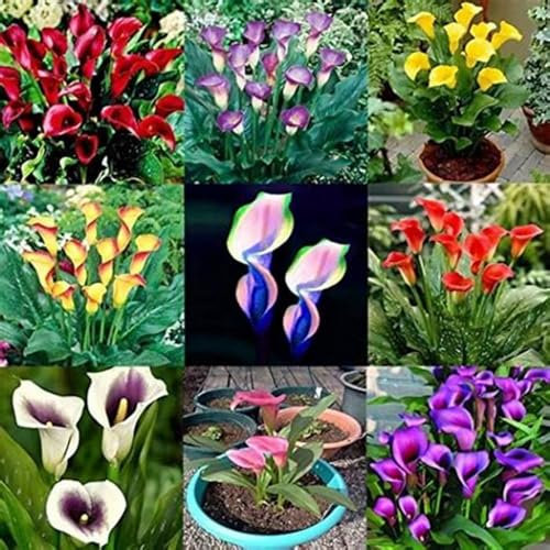 Calla zwiebeln,Winterharte mehrjährig,Calla lily,calla zwiebeln winterhart,calla Knollen angebot,Calla outdoor,Seltene Pflanzen,Calla pflanze echt,calla lily plants live.-2zwiebeln-A