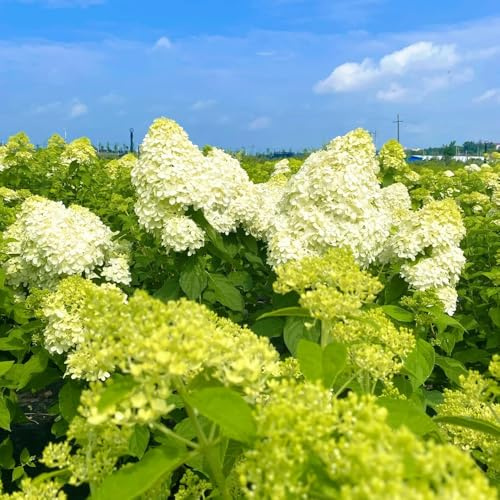 semi di ortensia a pannocchia - giardino rampicanti biologiche in vaso per arredamento ufficio letto rialzato raro giardino roccioso d'appartamento 120pcs