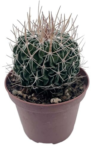 Fangblatt – Echinofossulocactus multicostatus – seltener Gehirnkaktus – außergewöhnlicher Lamellenkaktus – dekorativer Kaktus - pflegeleichte Sukkulente