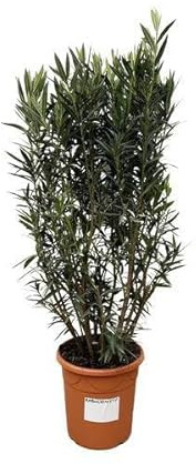 Rosenlorbeer – Nerium Oleander Strauch 180cm – Ø40cm – Immergrüne Kübelpflanze mit duftenden Blüten – Mediterrane Zierpflanze für Garten, Terrasse & Balkon – Pflegeleicht