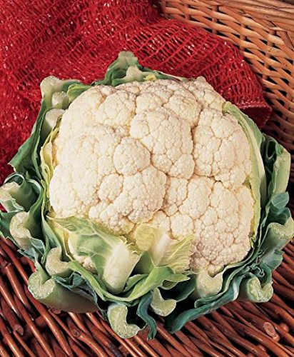 JustSeed - Organic - Vegetable - Cauliflower Goodman - 10 Seeds - Economy Pack