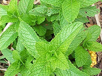 Potseed Germination Les graines: Graines 15K, ou 1 gramme: Menthe poivrée Graines de Zellajake De Nombreuses Tailles Mint Easy Grow thé 321