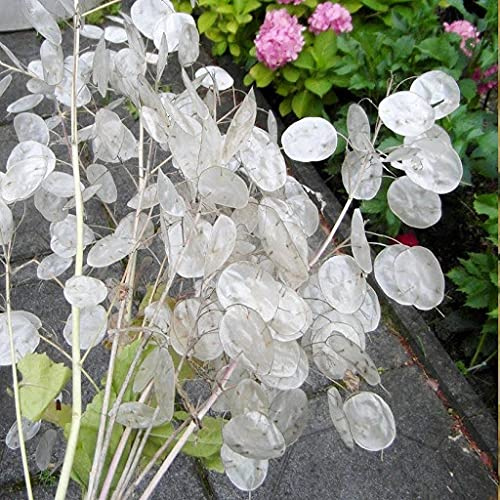 Aamish 70pcs graines de plantes Lunaria