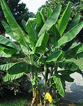 5 x Musa yunnanensis Banane Semi Yunnan: Grani